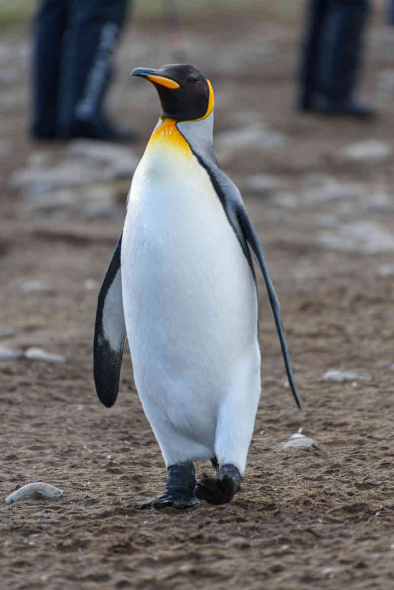 Pingüino Rey - islas Georgias del Sur 024.jpg